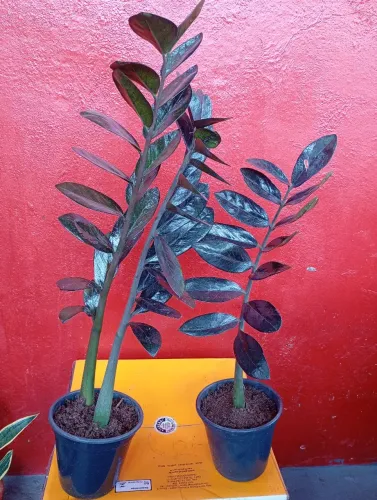 Planta zamioculcas Black 