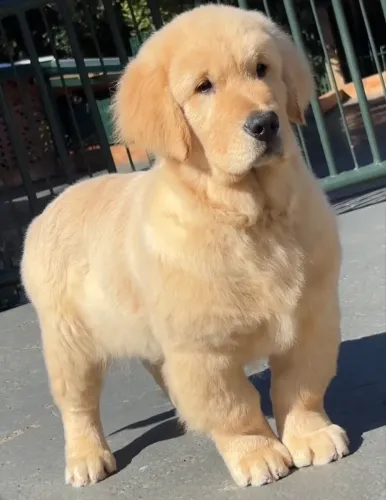 Golden Retriver