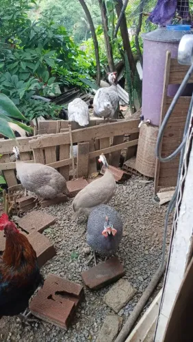 Ovos férteis de galinha de angola ( Guiné )