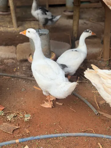 Vendo lindos filhões de gansos