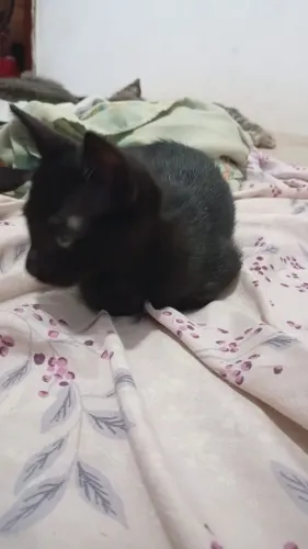 Gato fêmea para adoção 