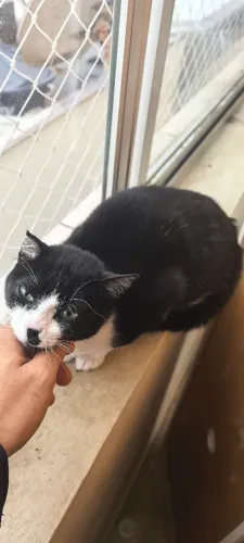 Doa-se gata filhote aprox 6 meses