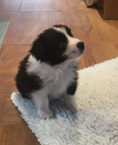 Border Collie Fêmea