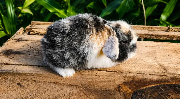 Mini coelhos e coelhos anões