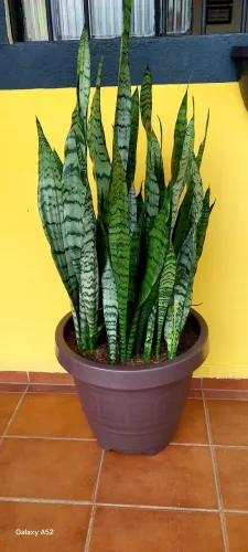 Espada de São Jorge no Vasão