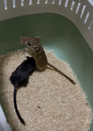 Gerbil