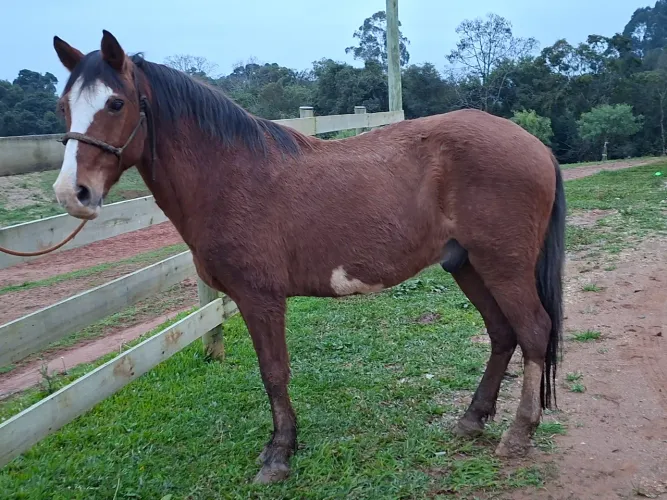 Cavalo castrado marchador 10 anos pra qualquer um montar