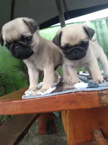 Cachorro pug