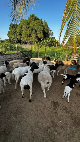 Vendo ovelhas dorper