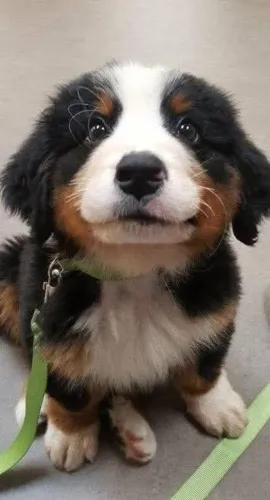 Filhotes de Bernese | Patinhas cheias de amor