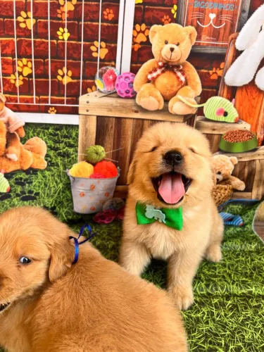Golden retriever vacinado