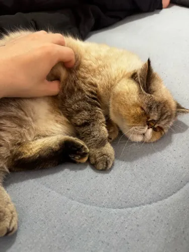 GATA PERSA FÊMEA