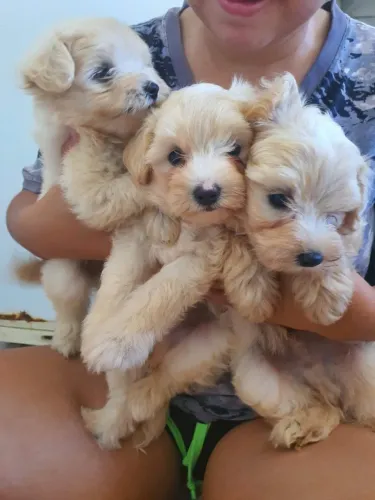 Cachorro.