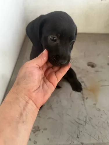 Cachorras sem raça defina muito amáveis e dóceis.