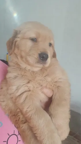 Golden -Cães de grande porte com perfil dócil