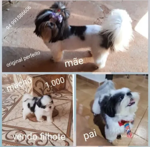Vendo um filhote de Shitzu puríssimo 