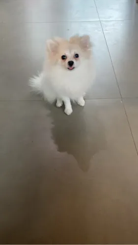 Linda Lulu da pomerania 