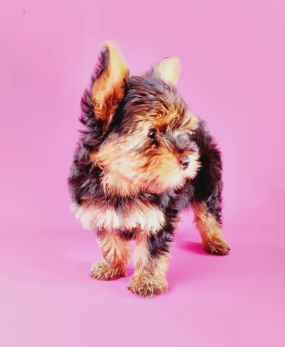Yorkshire micro machinho
