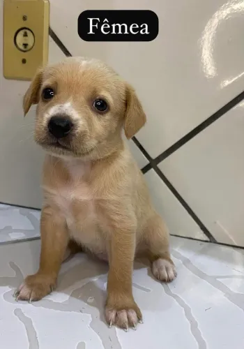 Filhotes de cachorro para doação 