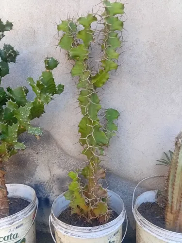 Euphorbia chifre vaca