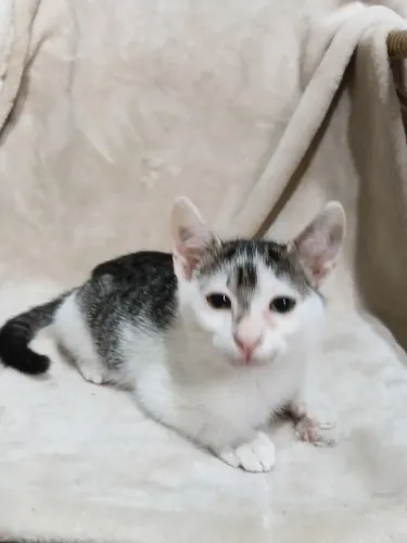QUATRO LINDAS BEBÊS PASA ADOÇÃO RESPONSÁVEL