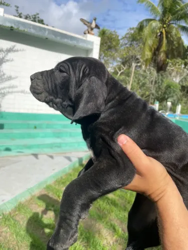 Filhote de Fila Brasileiro Macho