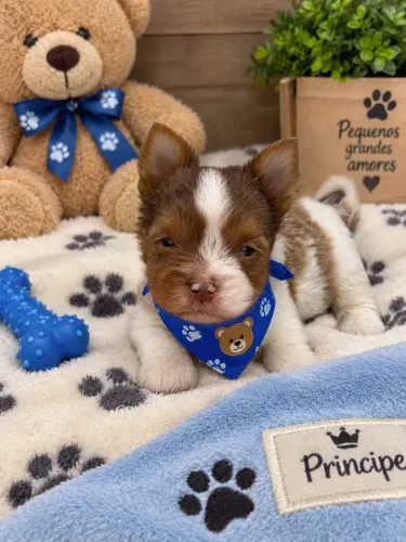 Perfeitinho filhotes de Yorkshire macho Merle olho azul!