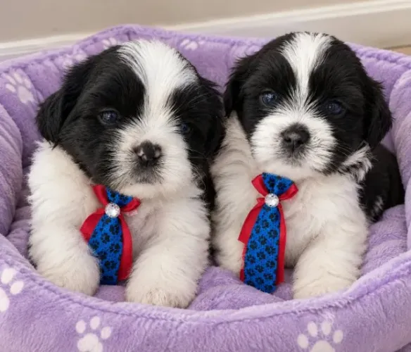 Shih Tzu