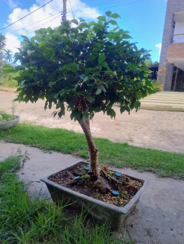 Bonsai de Jabuticabeira + 20 anos