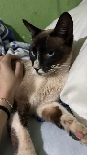 gato macho para adoção