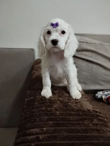 Filhotes cocker spaniel inglês 