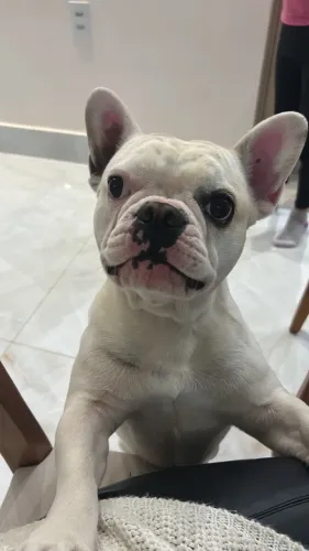 Buldogue