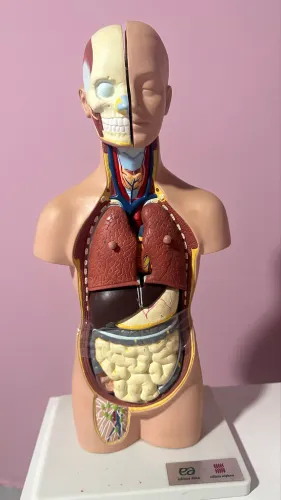 ESQUELETO 45 COMP/20 LARGURA, COM PEÇAS SOLTAS DO CORPO HUMANO