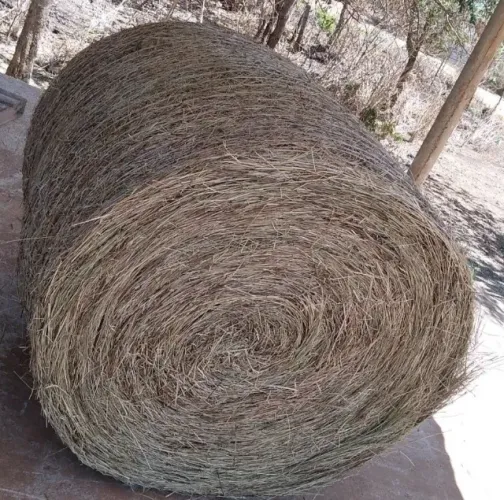 Feno de capim quicuia watts *