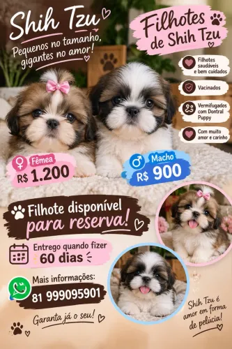 Shitzu fêmea e macho filhote
