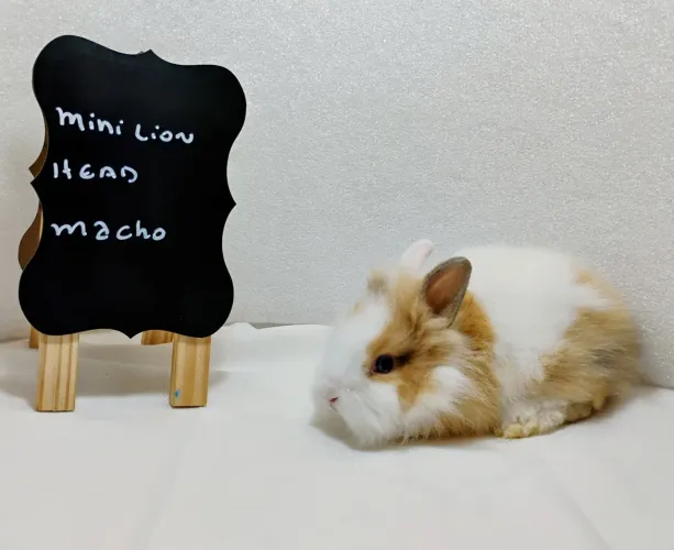 Filhotes de Mini Coelhos Lion Head e Lop