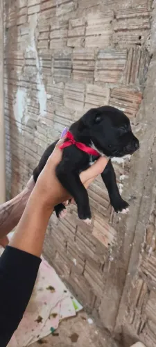 Filhote de rottweiler com Pit Bull