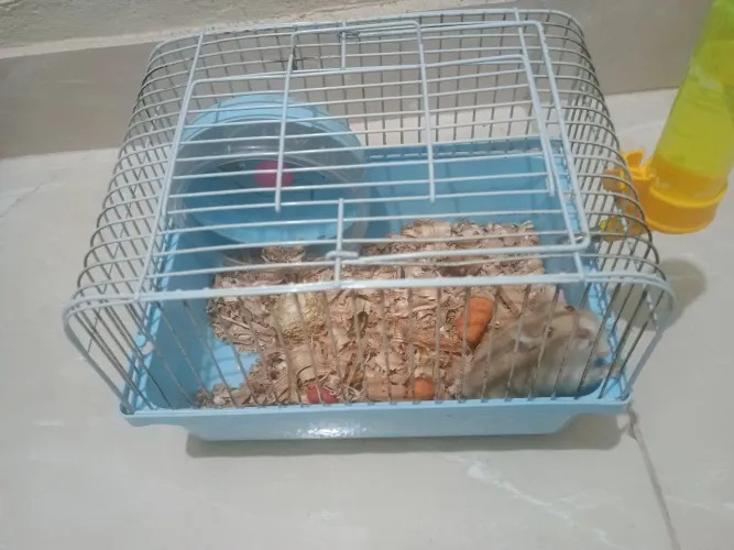 Hamster chines
