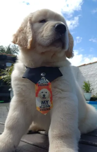 Filhotes lindos Golden Retriever