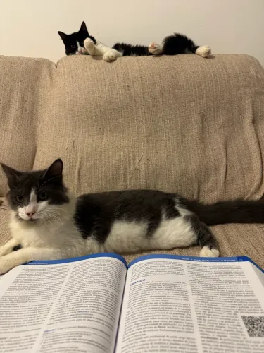Gatinhos irmãos para doação