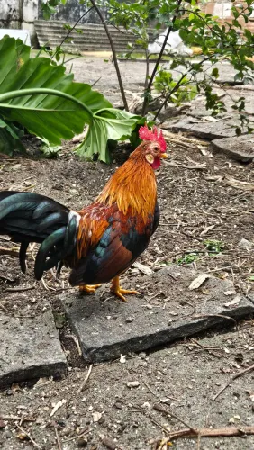 Galo garnize