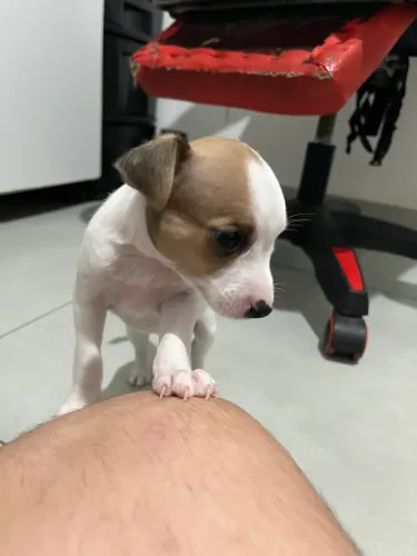 Pinscher filhote (1 mês)