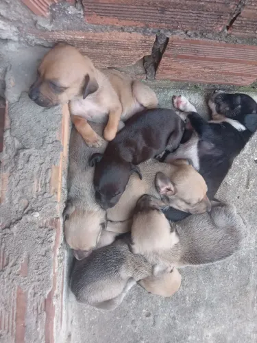 Doação de cachorrinho