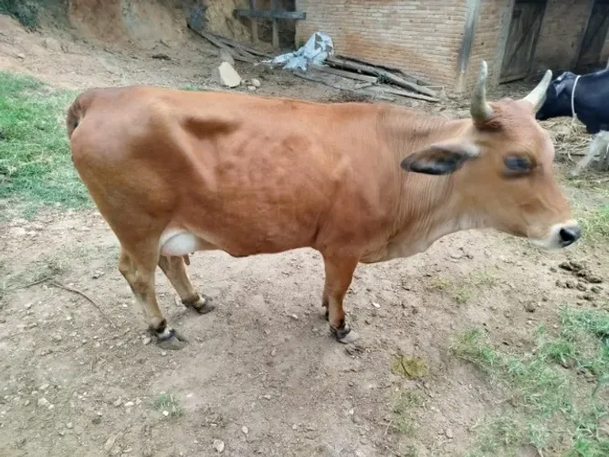 Mini vaca em lactação