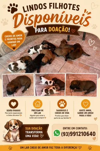 Estes lindos cachorrinhos estão em busca de um lar
