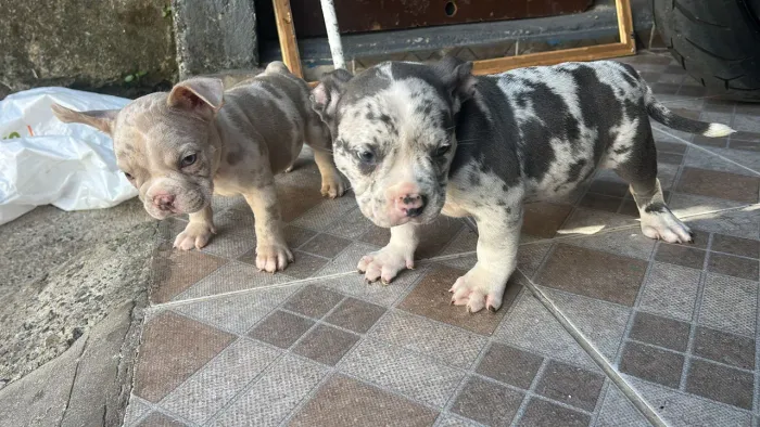 American bully
