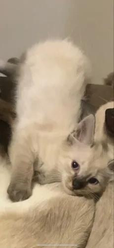 Gato Macho para adoção 