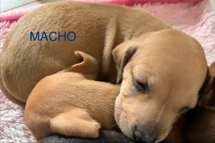 Filhotes de dachshund vulgo salsichinha/Cofap