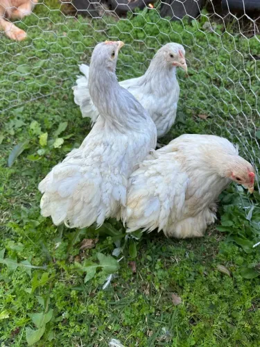 Mini cochim galinha ornamental 