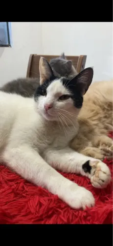Doa- se gato